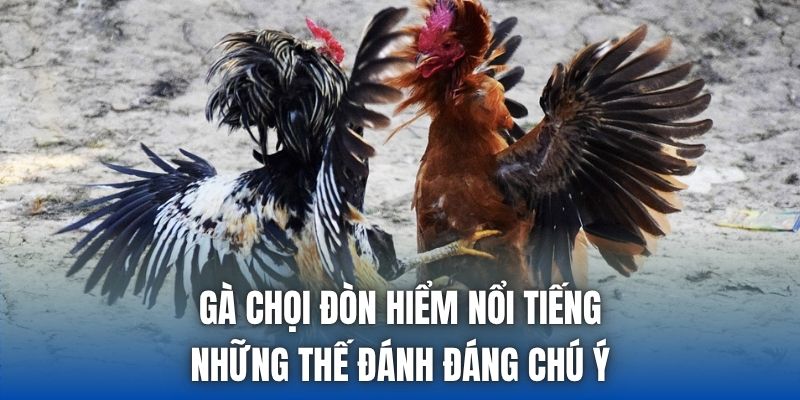 Gà Chọi Đòn Hiểm Nổi Tiếng - Những Thế Đánh Đáng Chú Ý
